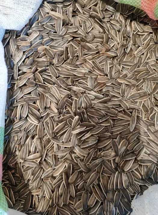 خرید مستقیم تخمه سنقری اعلا