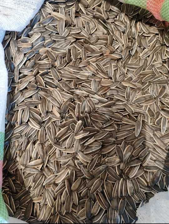 تصویر 4 از خرید مستقیم تخمه سنقری اعلا