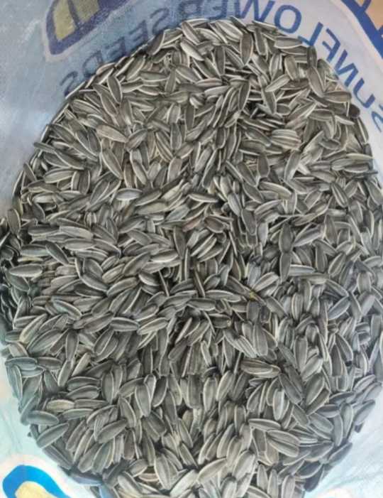 تصویر 2 از خرید مستقیم تخمه سنقری اعلا