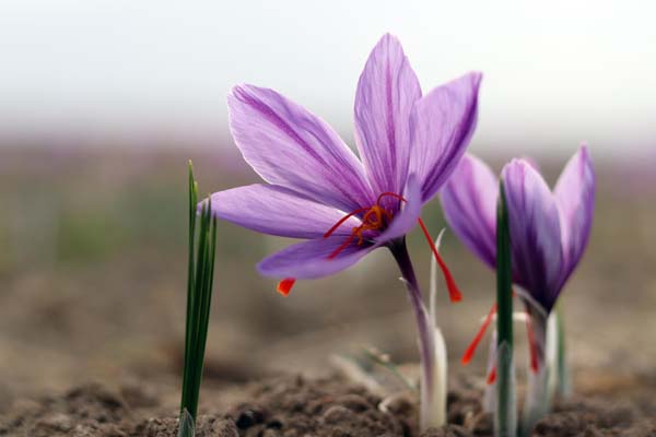 زعفران