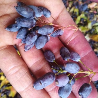 تصویر 4 از زرشک جنگلی شمال با طعم طبیعی و خاص