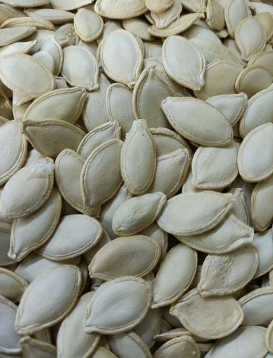 تخمه کدو