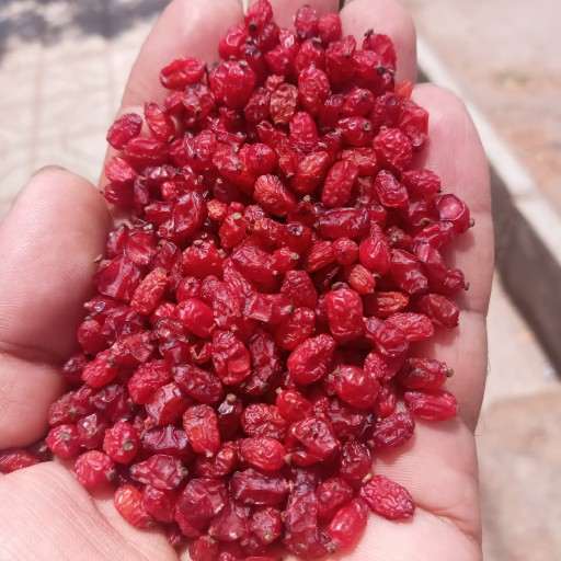 خرید زرشک زیر تالاری