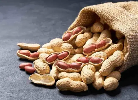 بادام زمینی غلاف دار درشت و خوش خوراک