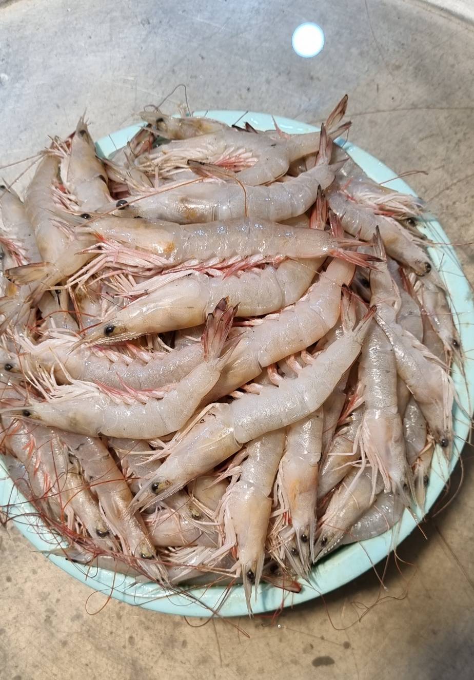 خرید عمده میگو صادراتی ایران