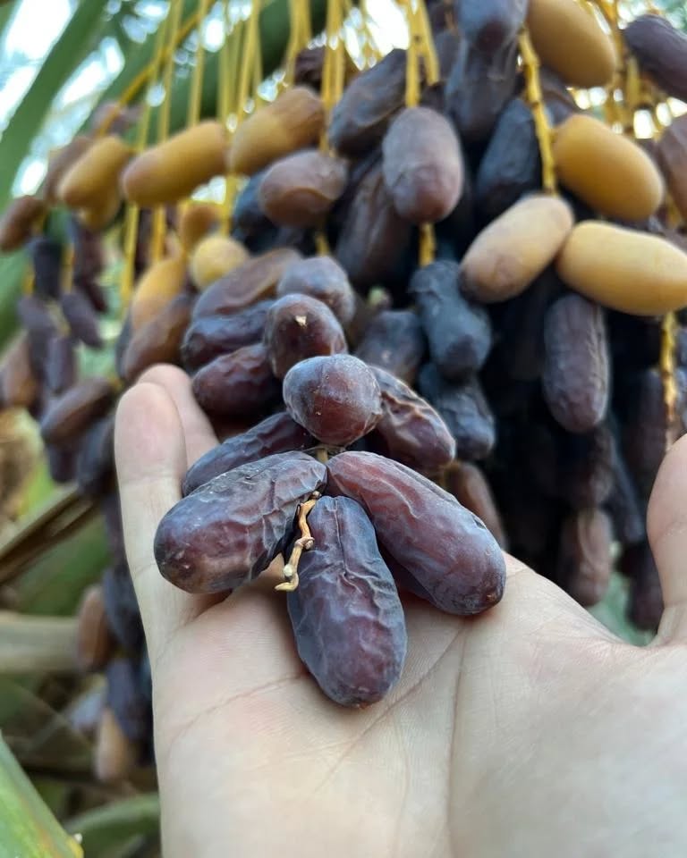 راهنمای خرید خرما عمده پیارم برای عمده‌فروشان