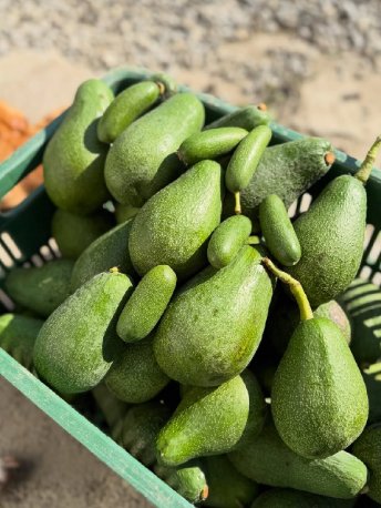 تصویر 5 از پخش آووکادو ایرانی درجه یک عمده