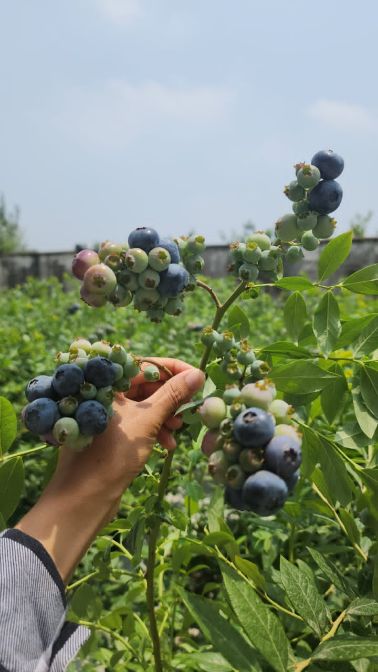 تصویر 4 از خرید بلوبری ایرانی درجه یک عمده