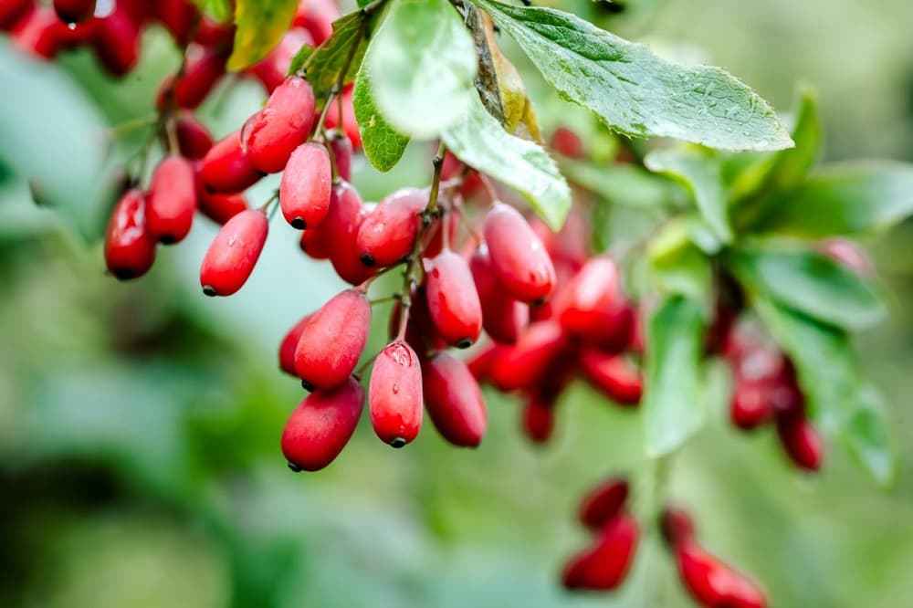تصویر 3 از زرشک جنگلی مازندران طبیعی حاصل رویشگاه های بکر