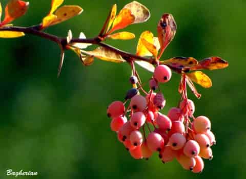 فروش زرشک وحشی