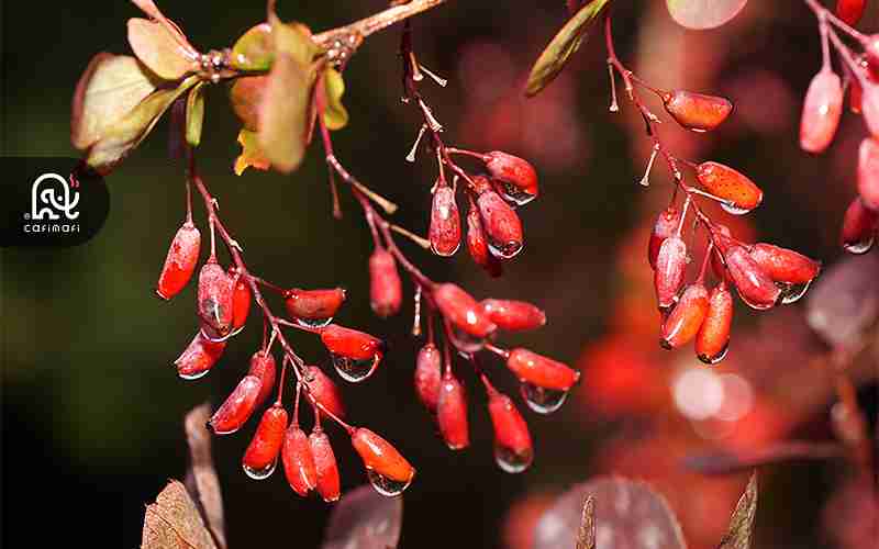 تصویر 4 از زرشک وحشی شمال خوش رنگ با کیفیت ماندگار