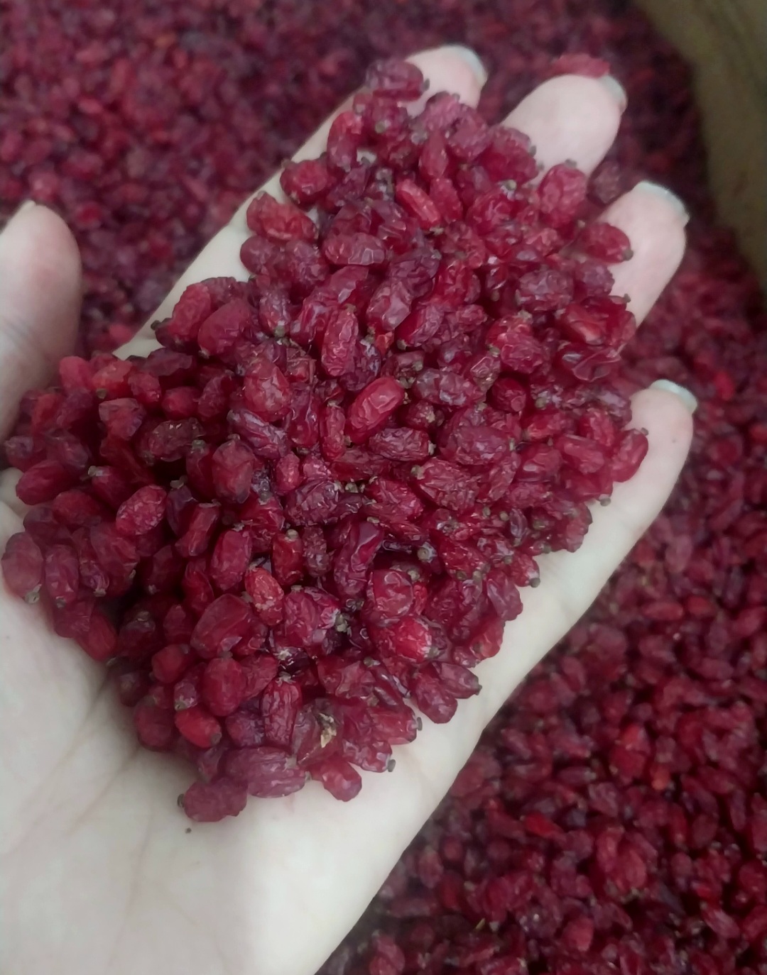 زرشک پفکی