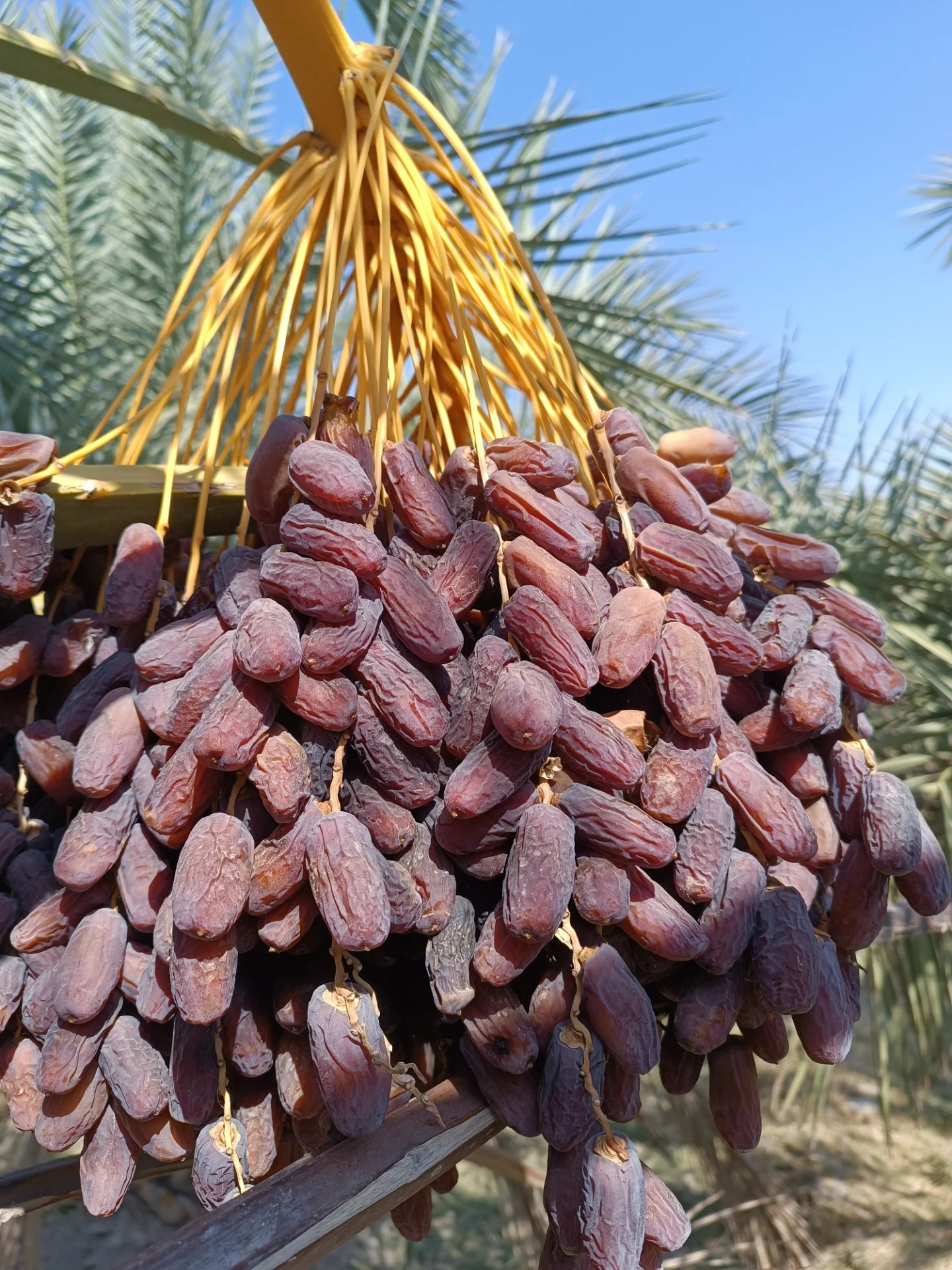 بسته‌بندی استاندارد خرمای پیارم