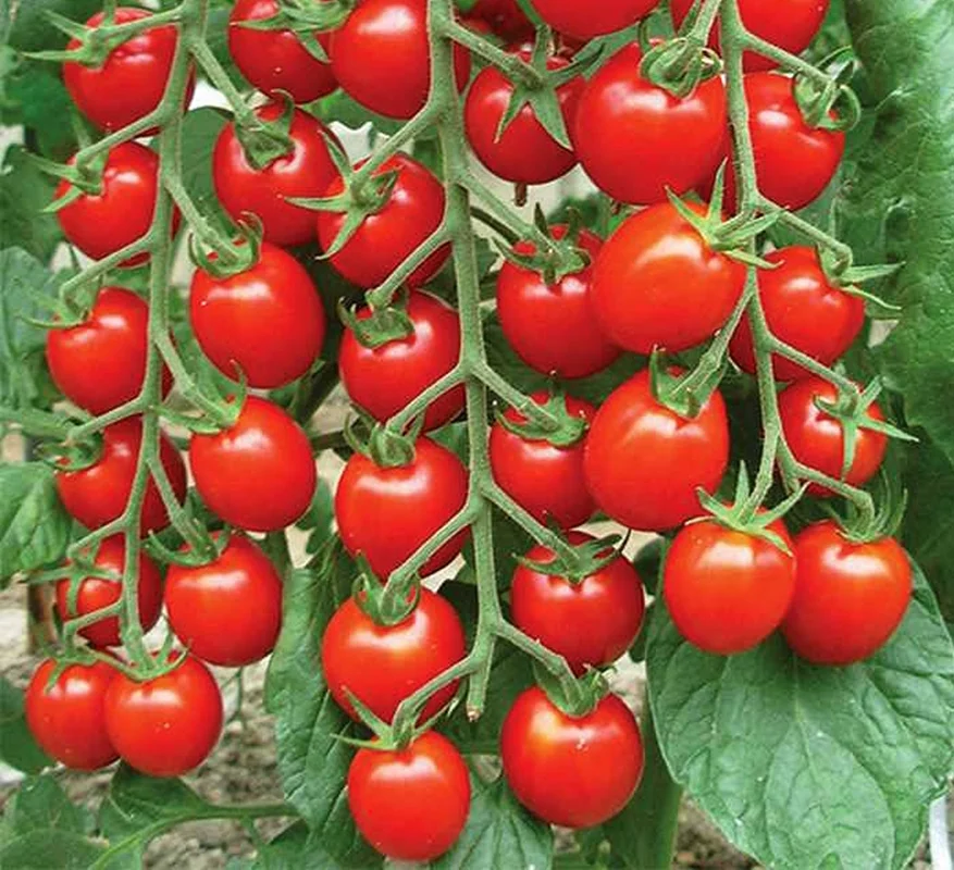 تصویر 2 از گسترش سهم بازار جهانی با رب گوجه‌ فرنگی خوشاب با کیفیت