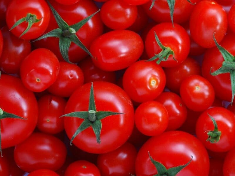 تصویر 2 از رب گوجه‌ فرنگی سانیا انتخابی ممتاز برای توسعه صادرات مواد غذایی