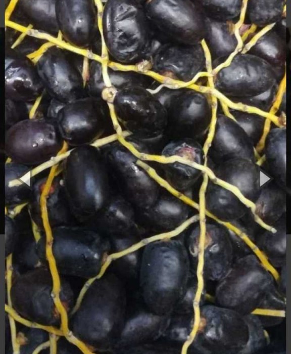 خرید خرما مضافتی