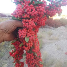 تصویر 1 از زرشک اناری درجه یک حاصل برداشت تازه و استاندارد