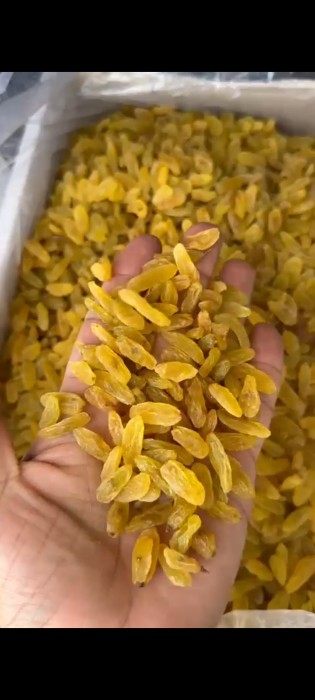 تصویر 4 از کشمش قلمی زرد محصولی پرطرفدار در بازار خشکبار