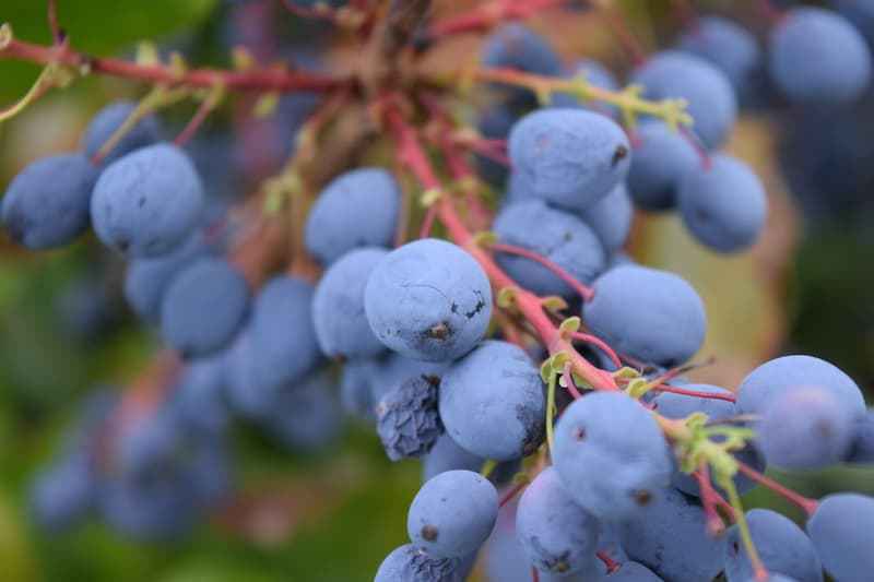 زرشک جنگلی شمال با طعم طبیعی و ترش