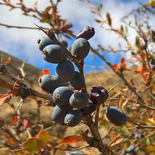 تصویر 3 از زرشک جنگلی شمال با طعم طبیعی و ترش