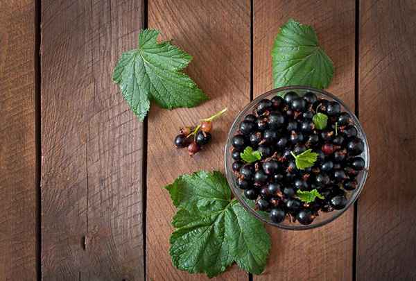 تصویر 4 از زرشک جنگلی شمال با طعم طبیعی و ترش
