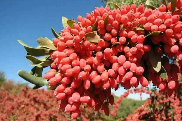 تصویر 3 از زرشک قزوین تازه با طعم طبیعی و کیفیت مطلوب