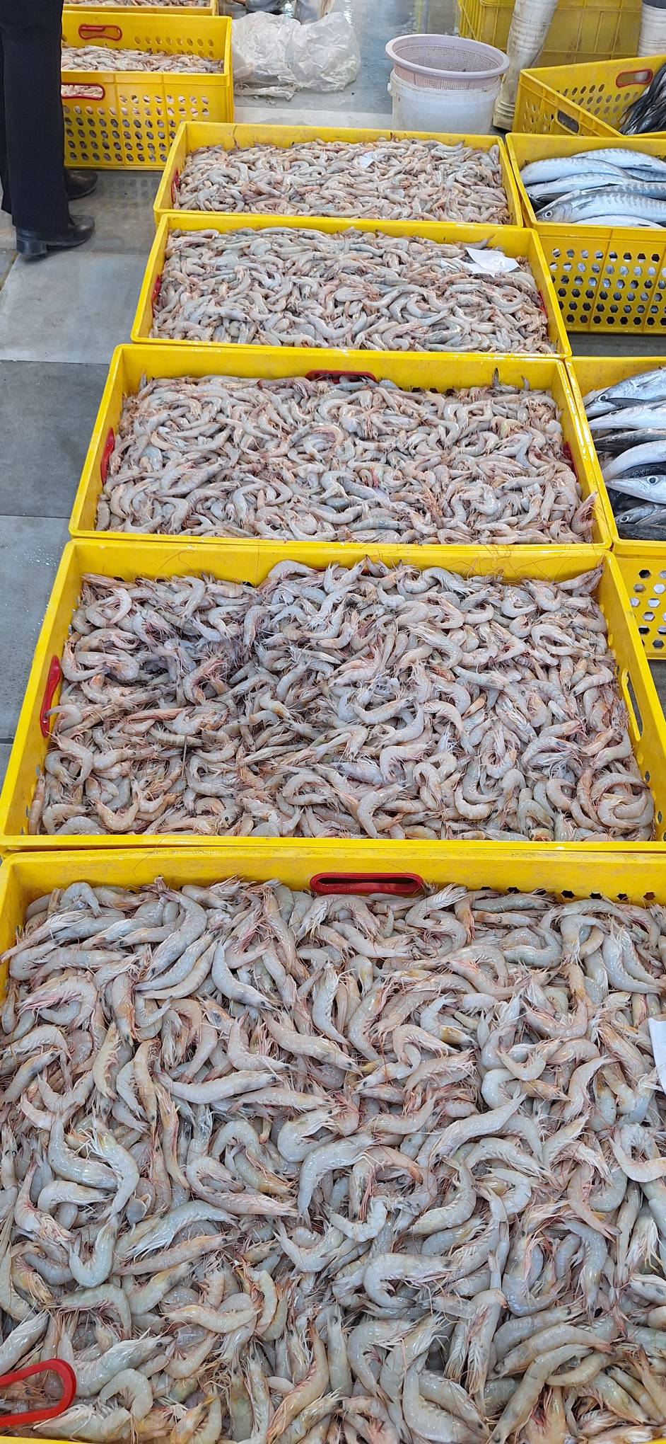 تصویر 1 از خرید مستقیم میگو صورتی بوشهر
