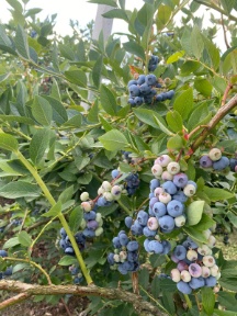 تصویر 2 از لیست قیمت نهال بلوبری میوه‌ دار در سال ۱۴۰۶