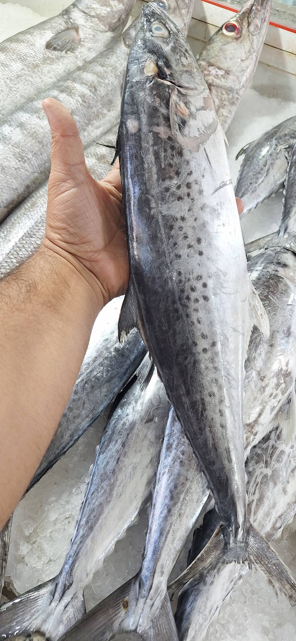 تصویر 1 از راهنمای خرید ماهی قباد تازه