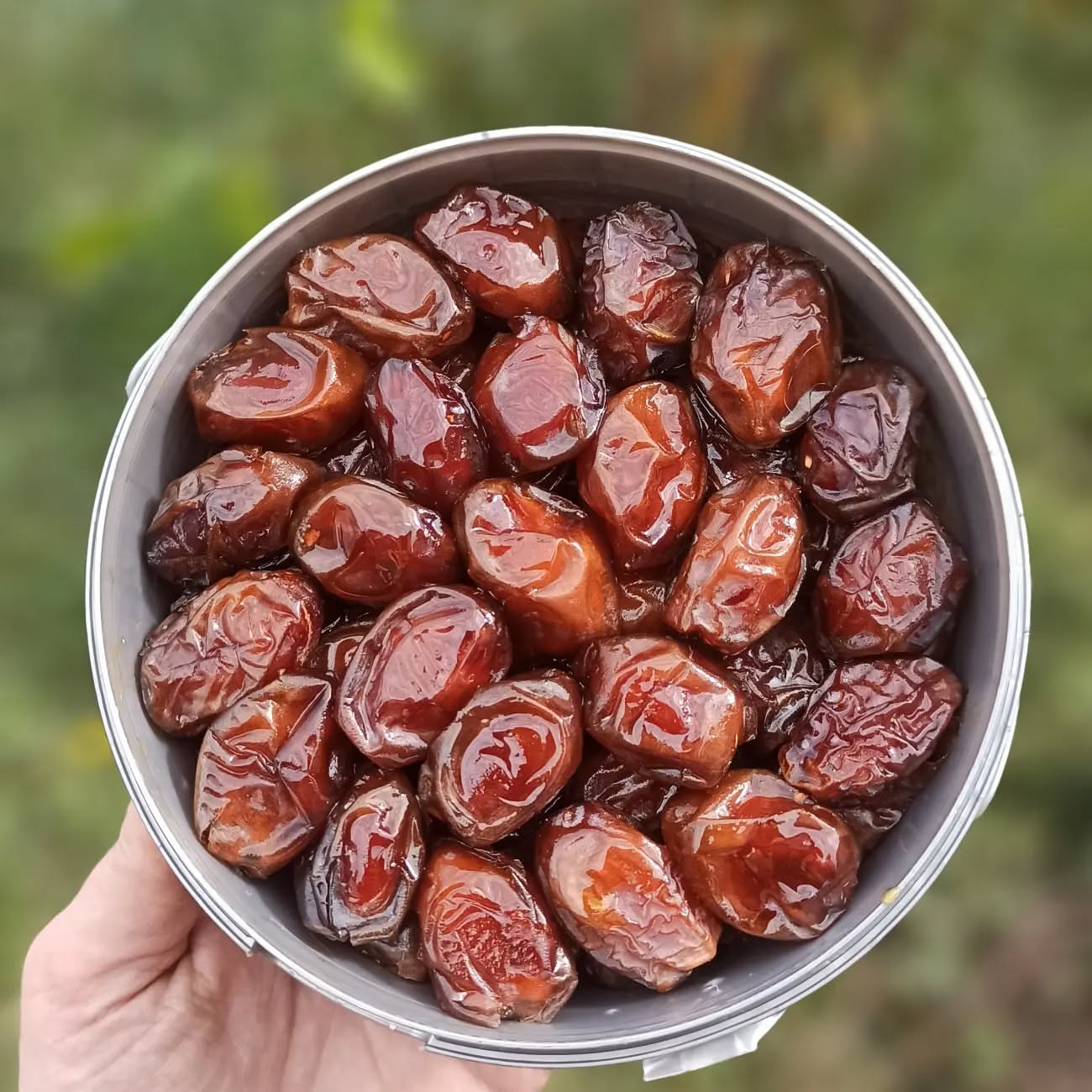 خرید مستقیم خرما خاصویی از تولیدکننده