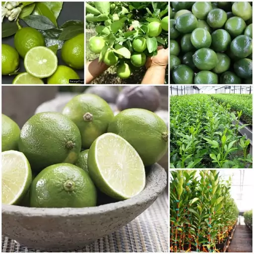 تصویر 4 از لیمو ترش شیرازی مرغوب مناسب مصارف روزانه