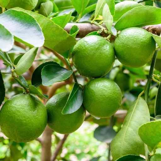 تصویر 5 از لیمو ترش شیرازی مرغوب مناسب مصارف روزانه