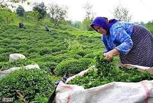 چرا چای لاهیجان طبیعی محسوب می شود