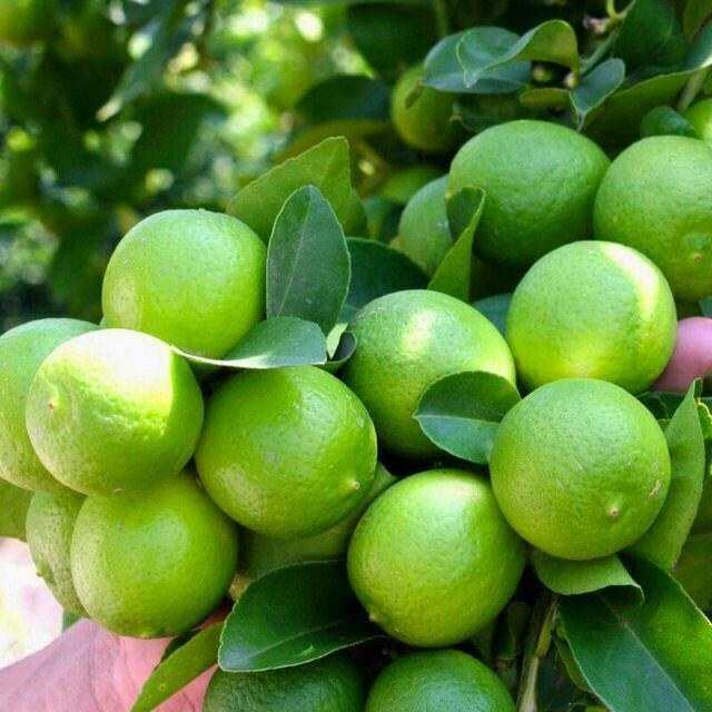 لیمو ترش پرشین با پوست نازک و کیفیت صادراتی