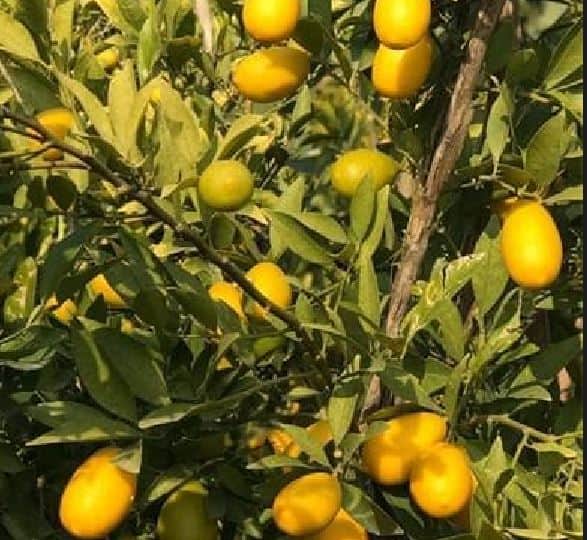 تصویر 3 از لیمو ترش لایم کوات در مازندران مناسب مصارف تازه خوری و فرآوری