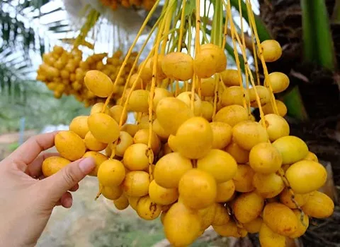 تصویر 1 از خرما خارک دستچین شده از نخلستان های حاصلخیز جنوب کشور