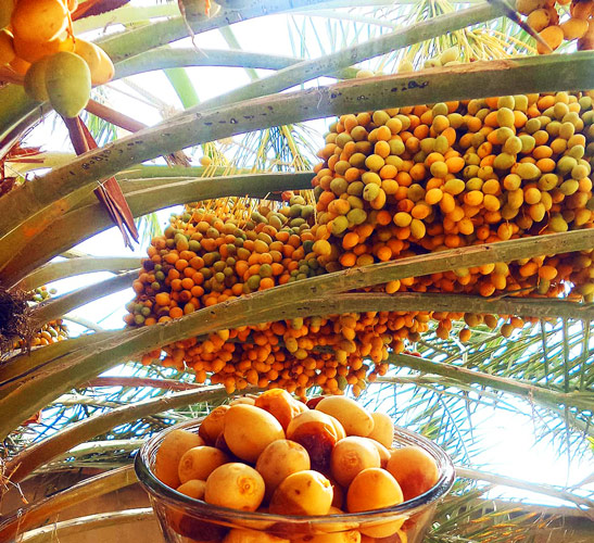 تصویر 4 از خرما خارک نرسیده بسیار شیرین با طعم خاص و دلپذیر تابستانی