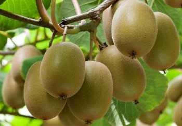 تصویر 1 از کیوی هایوارد سبز خوش طعم و آبدار