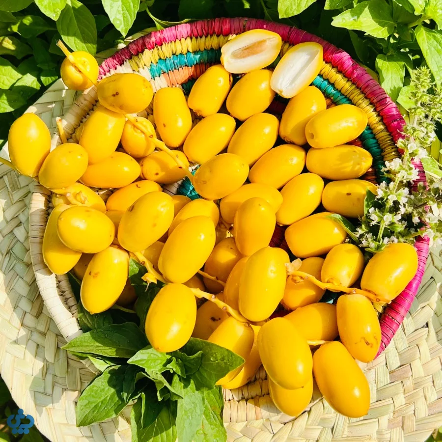 تصویر 2 از خرما خارک نرسیده بسیار شیرین تازه و طبیعی برداشت شده از نخلستان ها