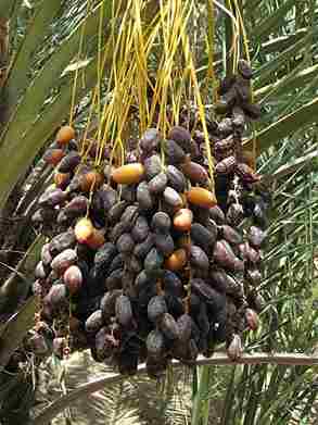 تصویر 1 از خرما مضافتی شیرین و طبیعی آبدار و خوش طعم