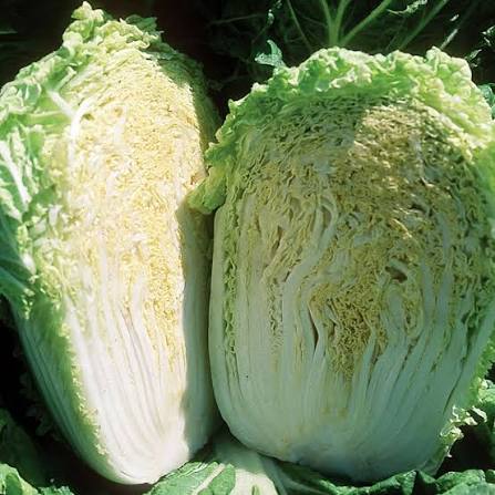 تصویر 5 از کاهو چینی مرغوب تازه برداشت شده از مزارع