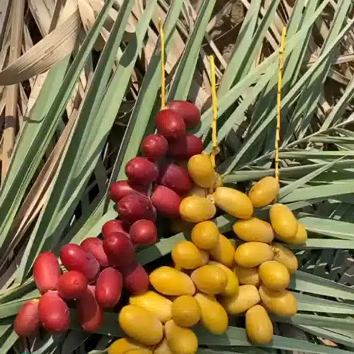 تصویر 3 از خرما خارک ممتاز دستچین شده توسط نخلداران محلی با دقت انتخابی و با کیفیت بالا