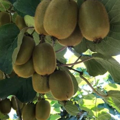 تصویر 2 از کیوی هایوارد صادراتی درشت با کیفیت ممتاز