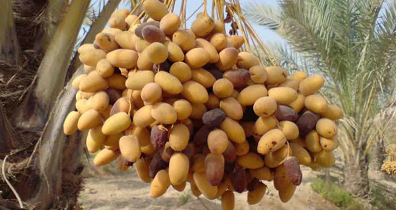 تصویر 1 از خرما خارک باکیفیت ارگانیک بدون هیچگونه مواد افزودنی شیمیایی مضر تازه و طبیعی