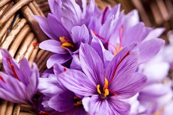 خرید زعفران گلخانه ای