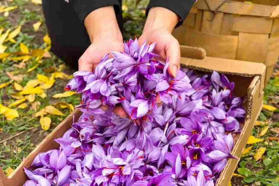 تصویر 1 از زعفران رضوی نیشابور دستچین کیفیت صادراتی