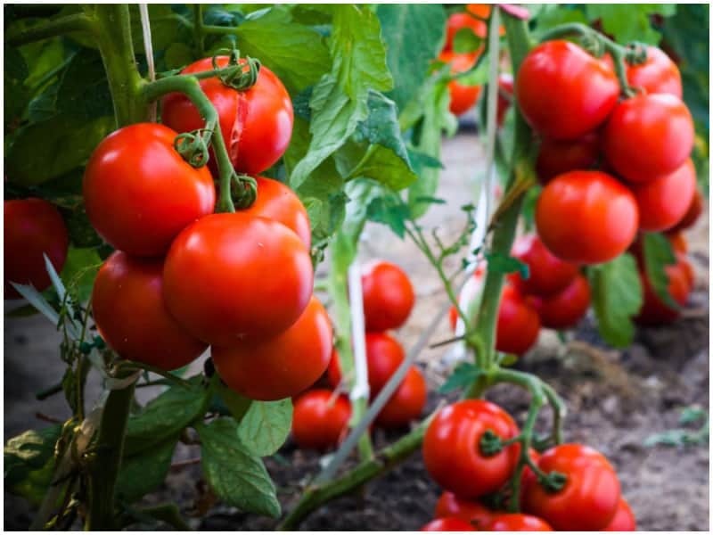 تصویر 3 از خرید رب گوجه فرنگی تایماز صادراتی با استانداردهای بین‌المللی