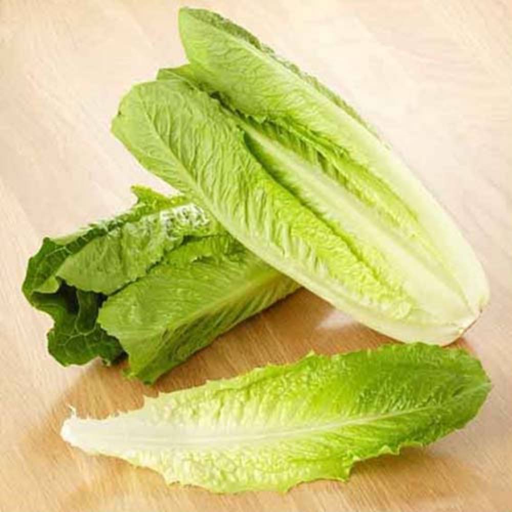 فروش کاهو سالادی