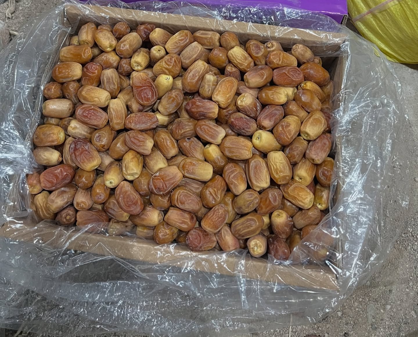 خرید عمده خرما زاهدی با بهترین قیمت بازار