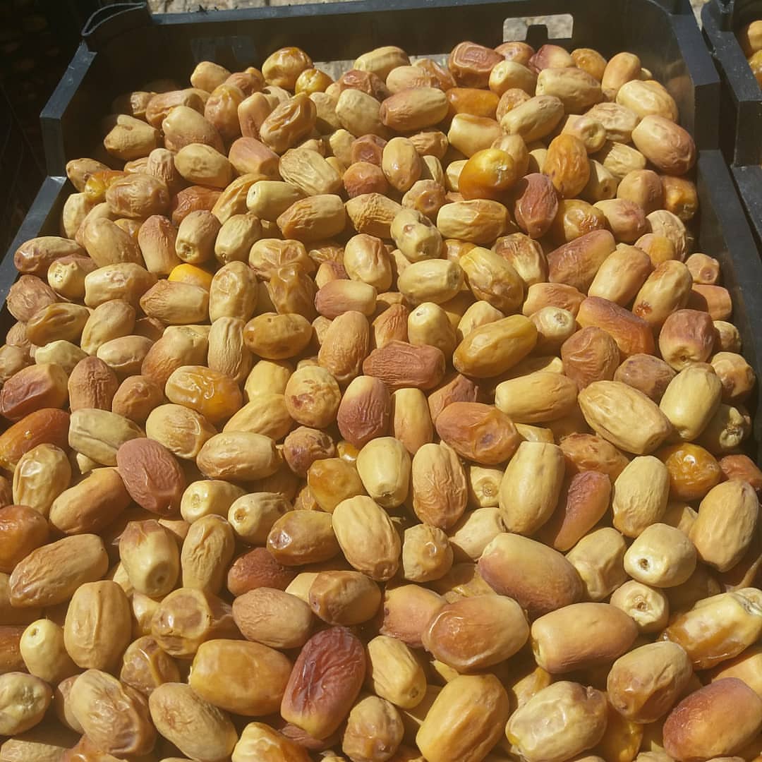 فروش عمده خرما زاهدی به صادرکنندگان